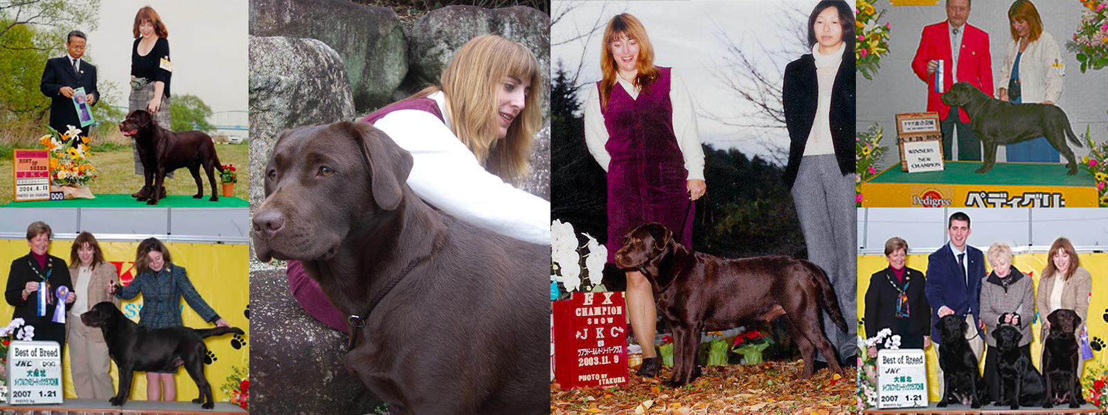 ラベンダーヒルズラブラドールレトリーバー